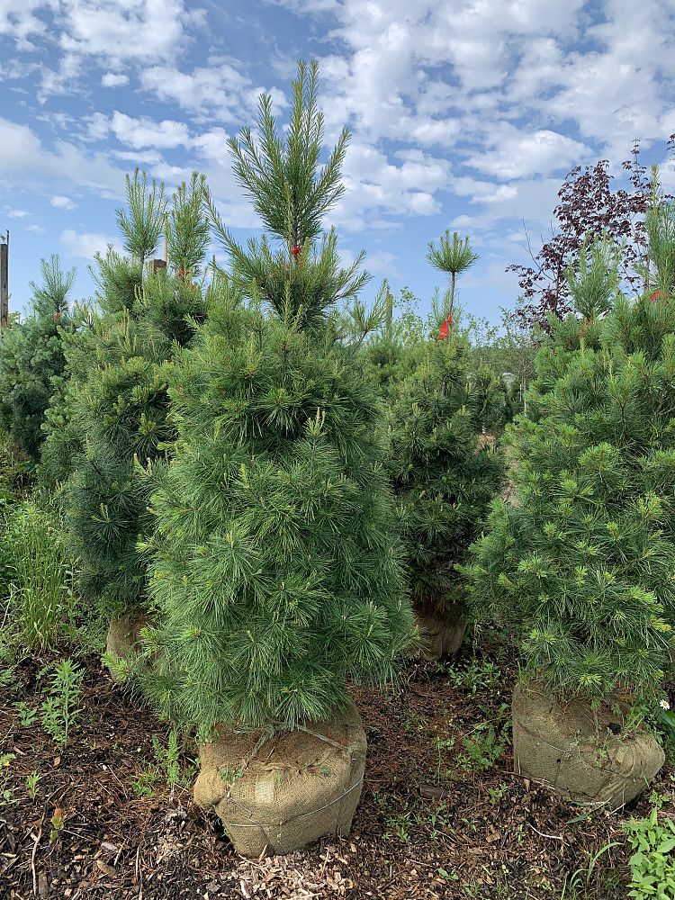 pinus-strobus-eastern-white-pine