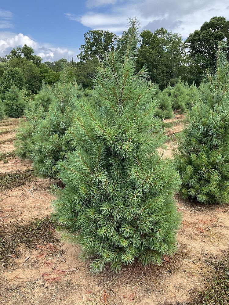 pinus-strobus-eastern-white-pine