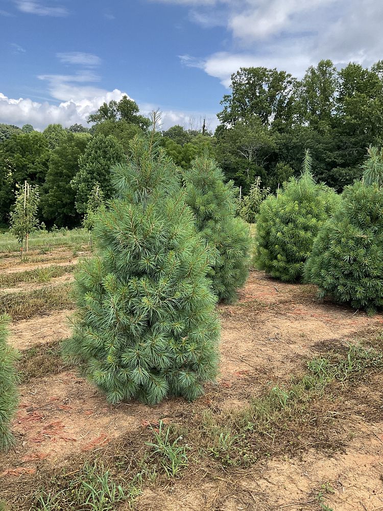 pinus-strobus-eastern-white-pine