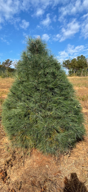 pinus-strobus-eastern-white-pine