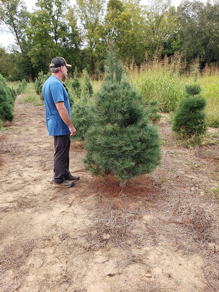 pinus-strobus-eastern-white-pine