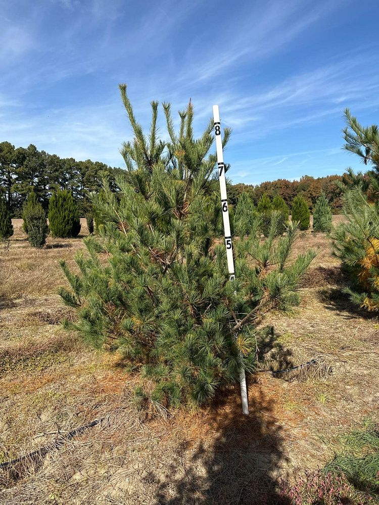 pinus-strobus-eastern-white-pine