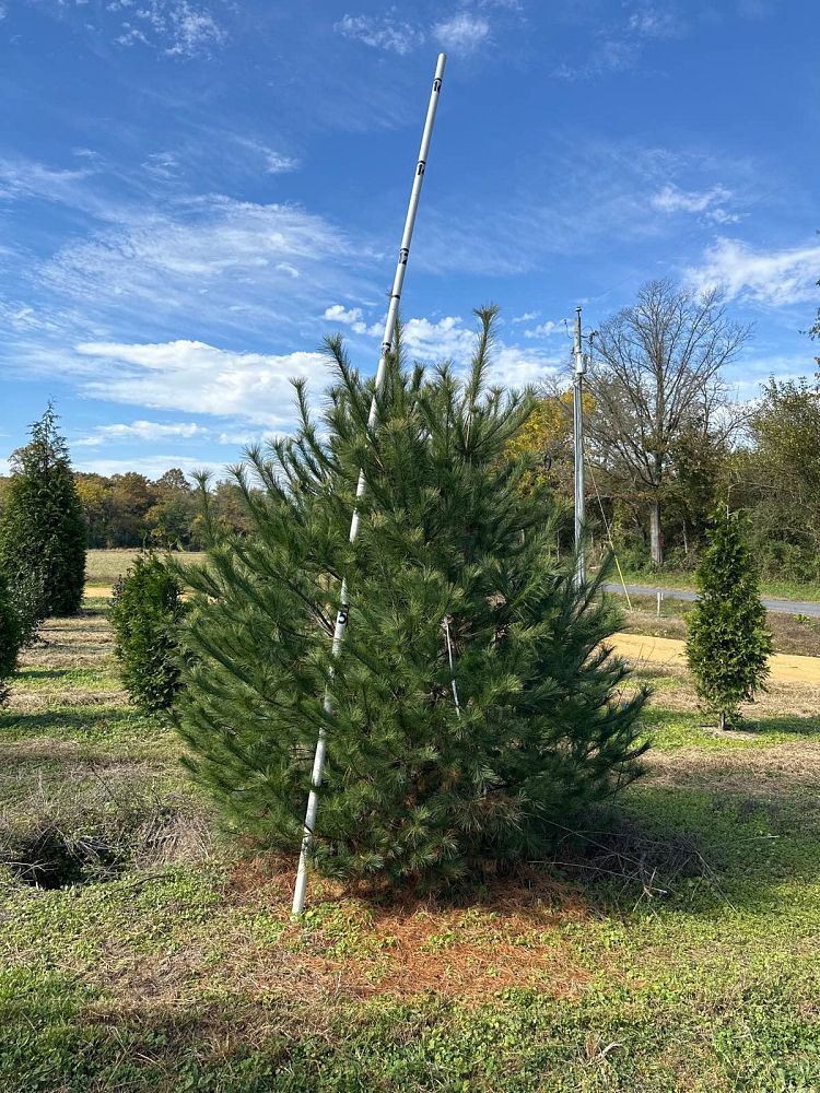 pinus-strobus-eastern-white-pine