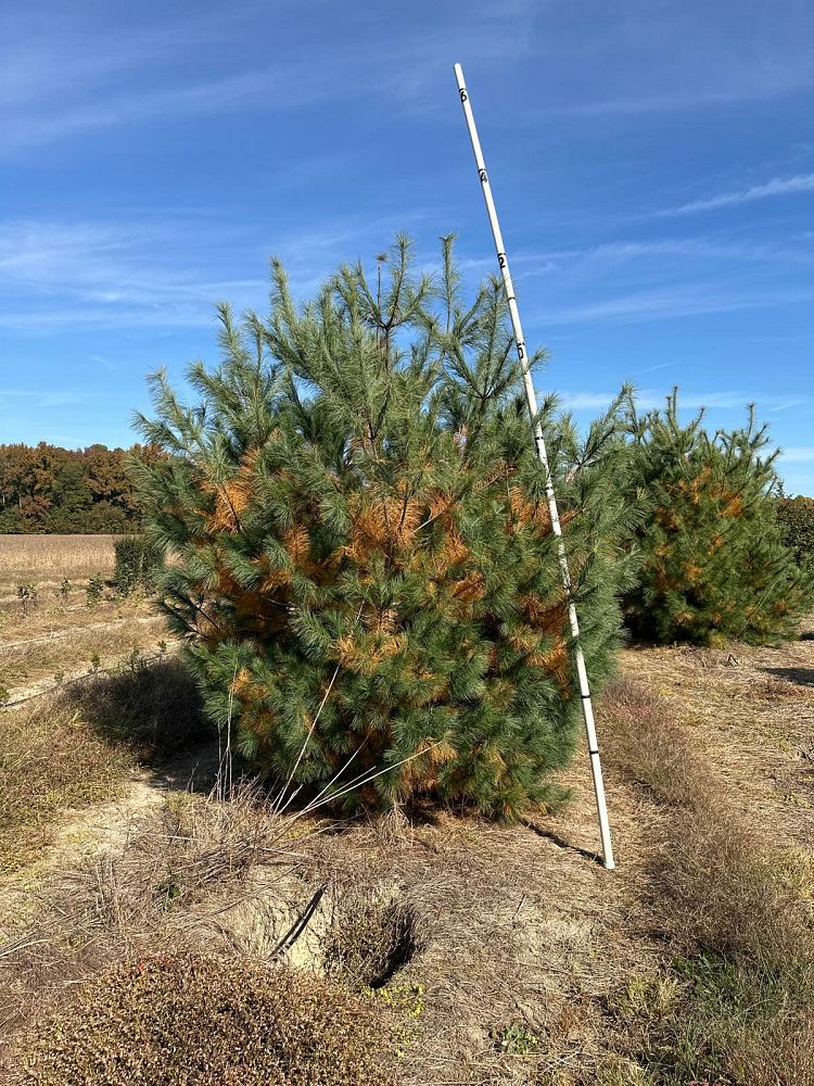 pinus-strobus-eastern-white-pine