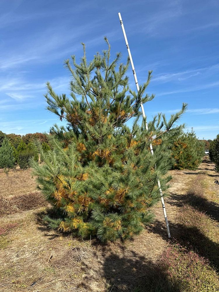 pinus-strobus-eastern-white-pine