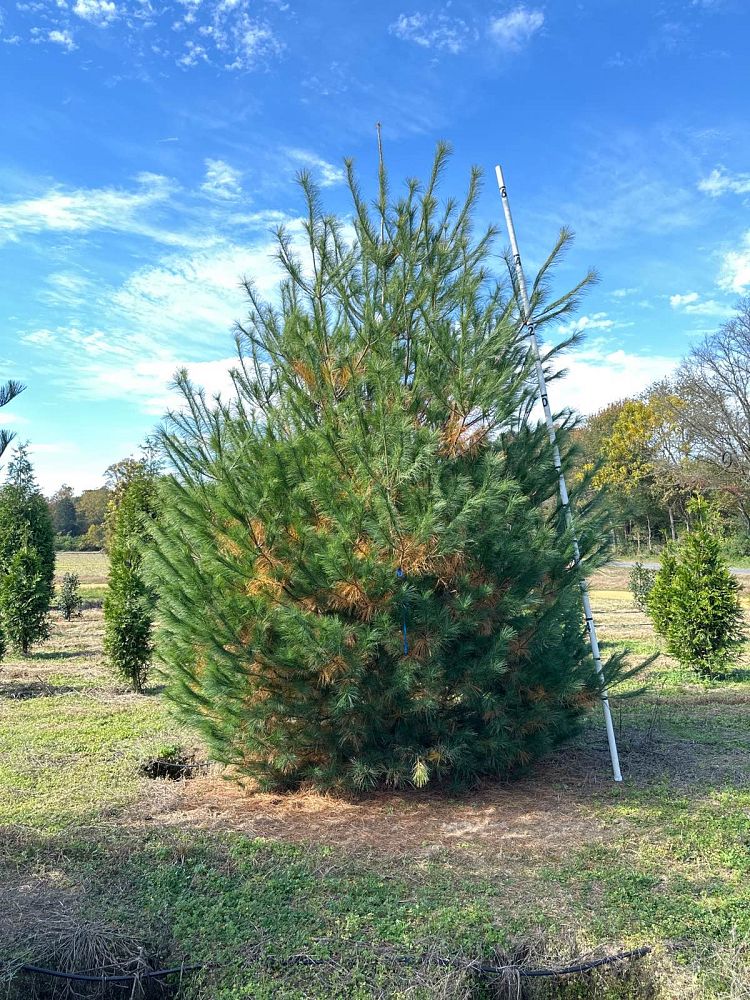 pinus-strobus-eastern-white-pine