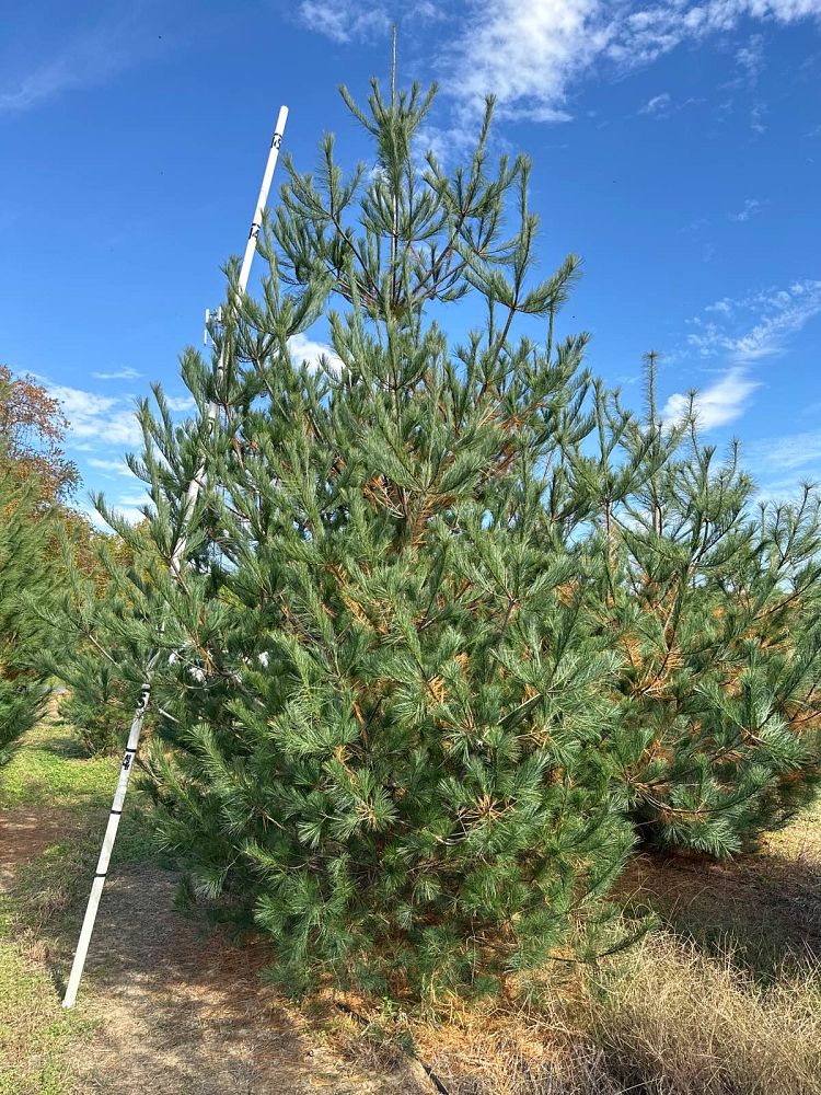 pinus-strobus-eastern-white-pine