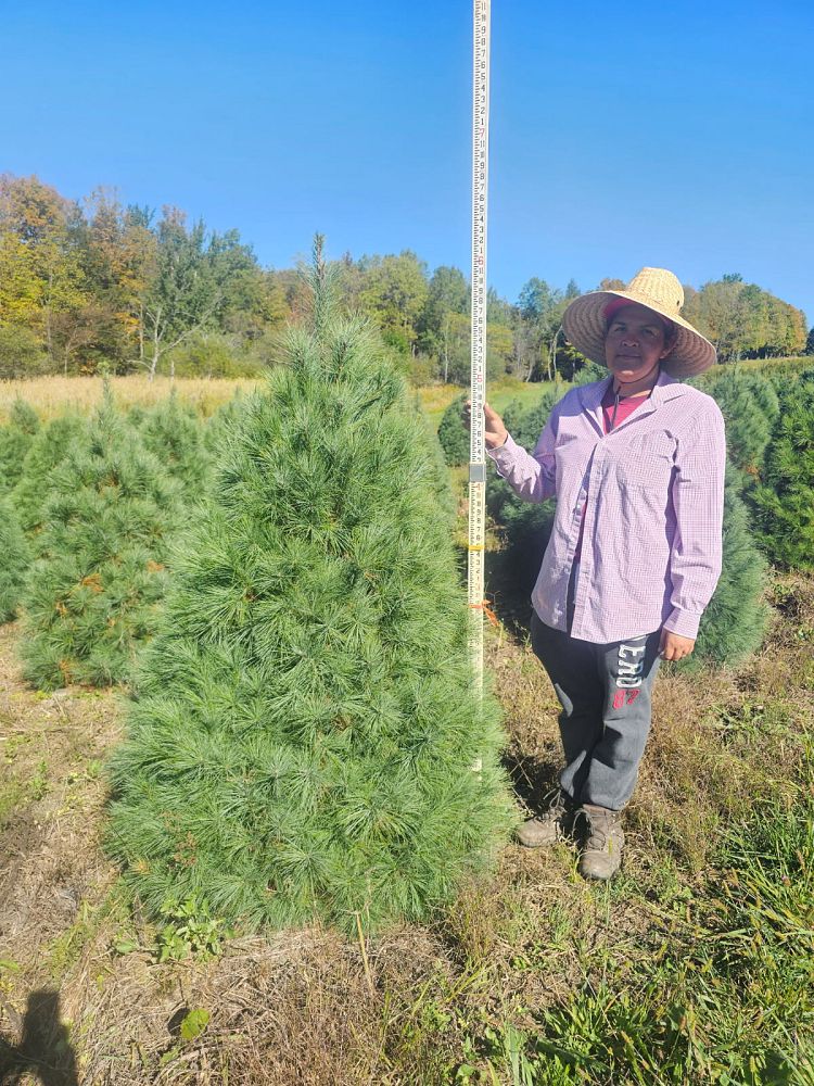 pinus-strobus-eastern-white-pine