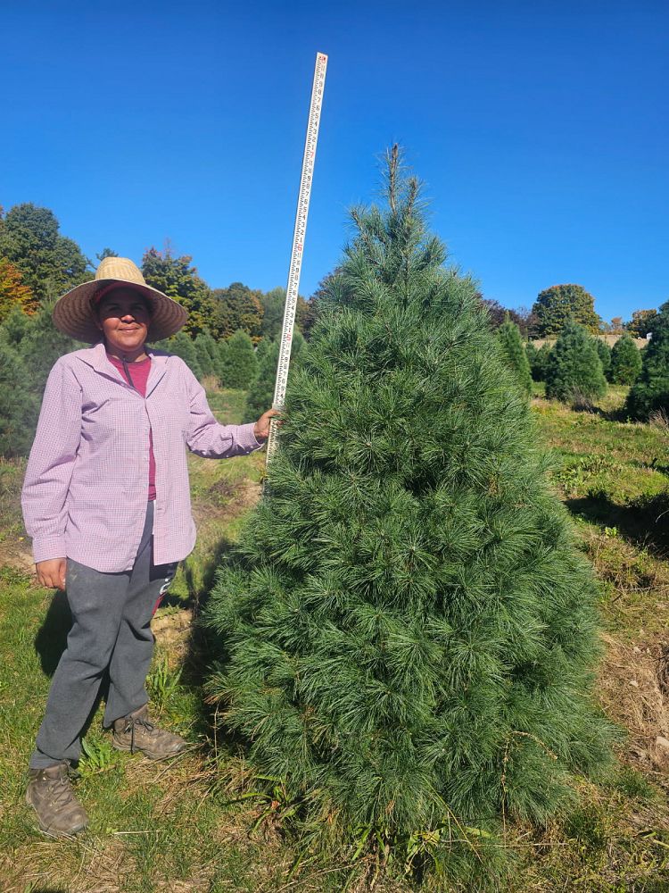 pinus-strobus-eastern-white-pine