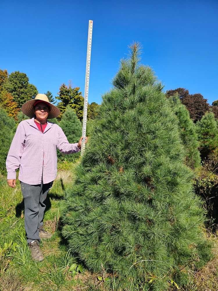pinus-strobus-eastern-white-pine