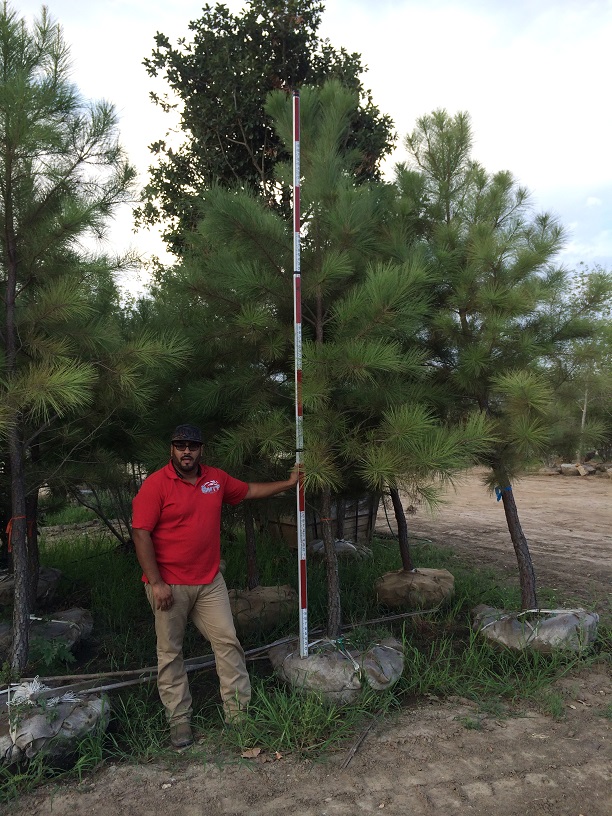pinus-taeda-loblolly-pine