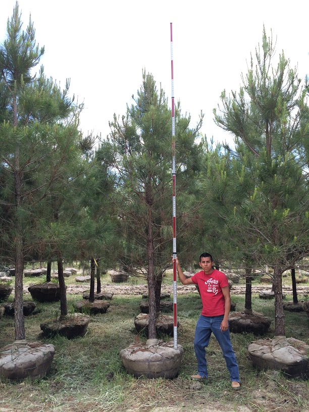 pinus-taeda-loblolly-pine
