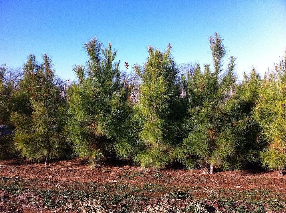 pinus-taeda-loblolly-pine
