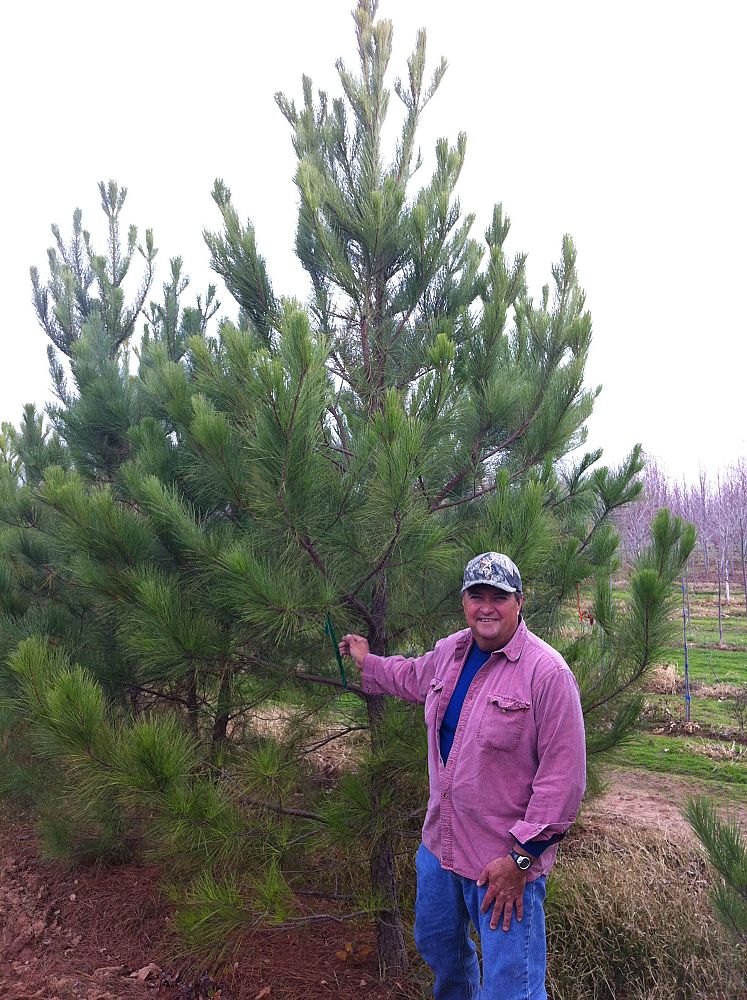 pinus-taeda-loblolly-pine