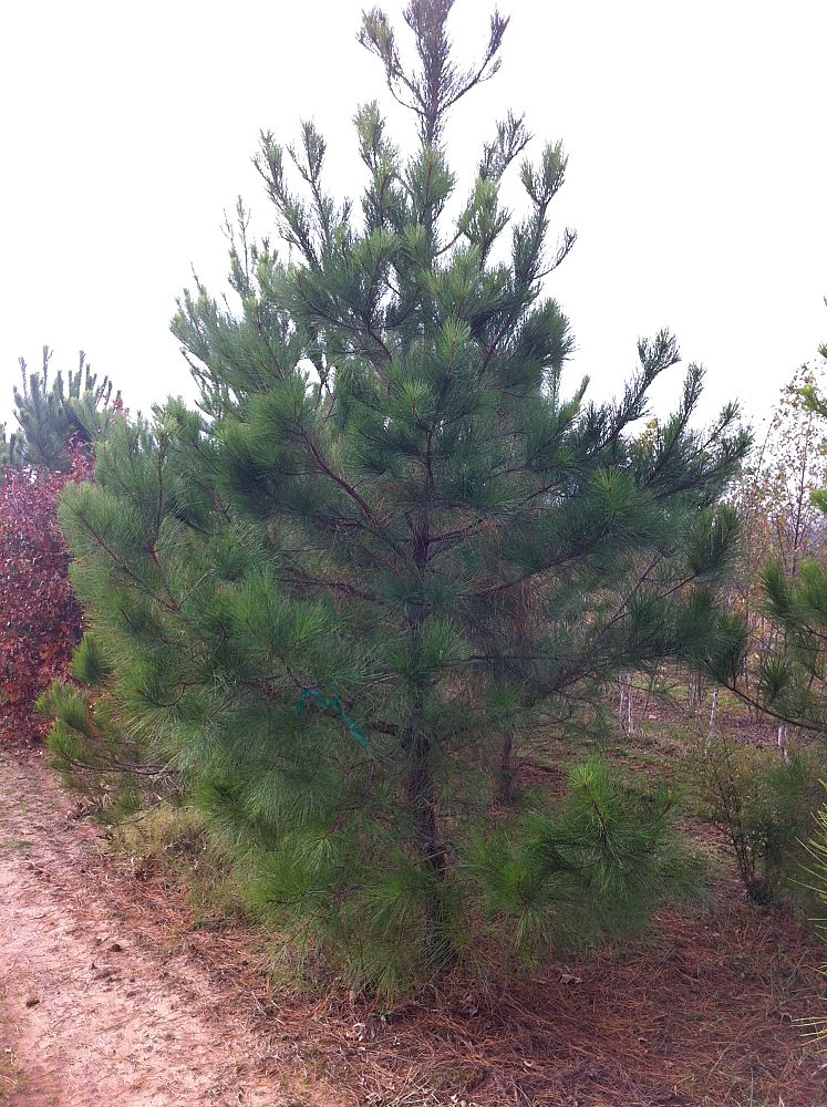 pinus-taeda-loblolly-pine