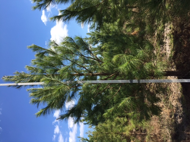 pinus-taeda-loblolly-pine