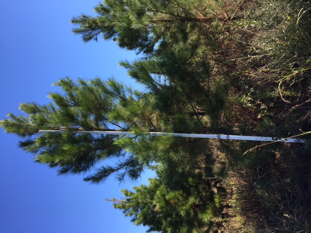 pinus-taeda-loblolly-pine