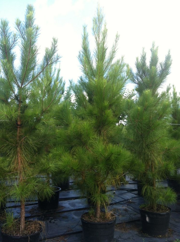 pinus-taeda-loblolly-pine