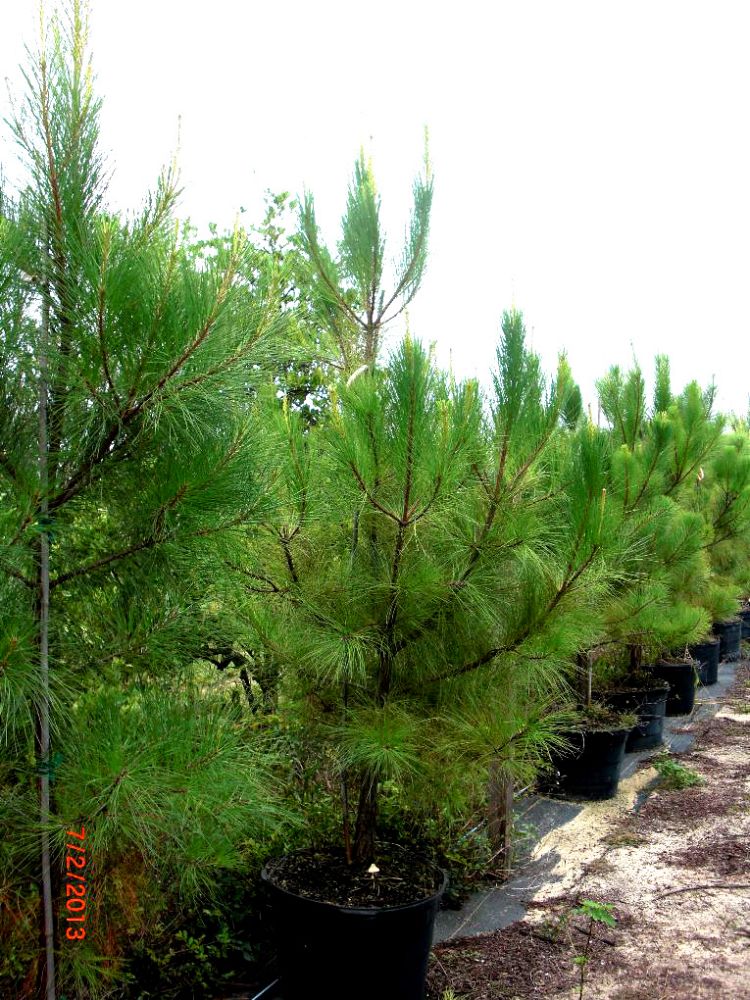 pinus-taeda-loblolly-pine