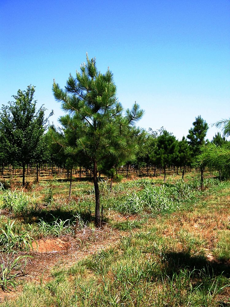 pinus-taeda-loblolly-pine