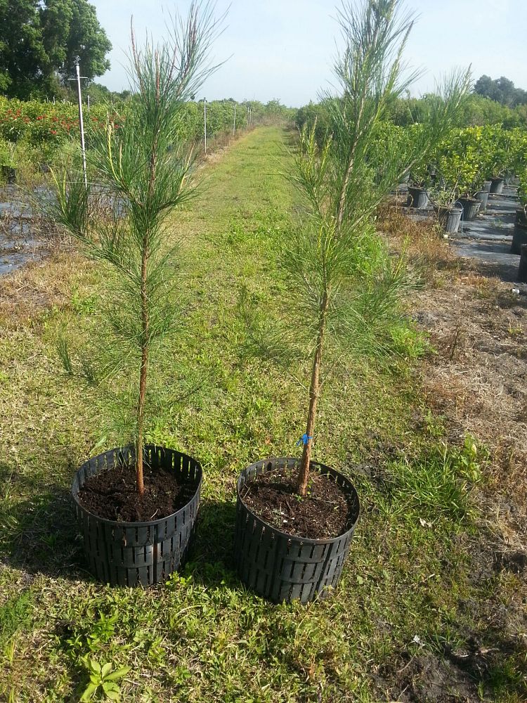 pinus-taeda-loblolly-pine
