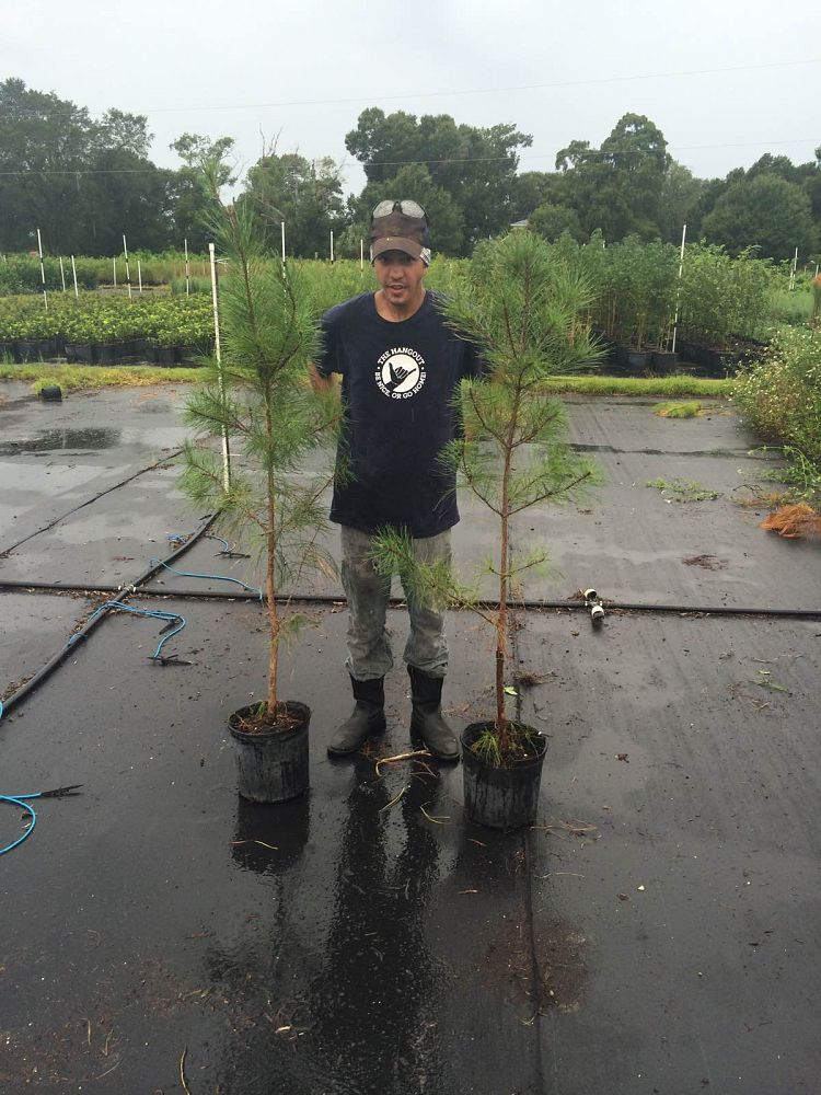 pinus-taeda-loblolly-pine