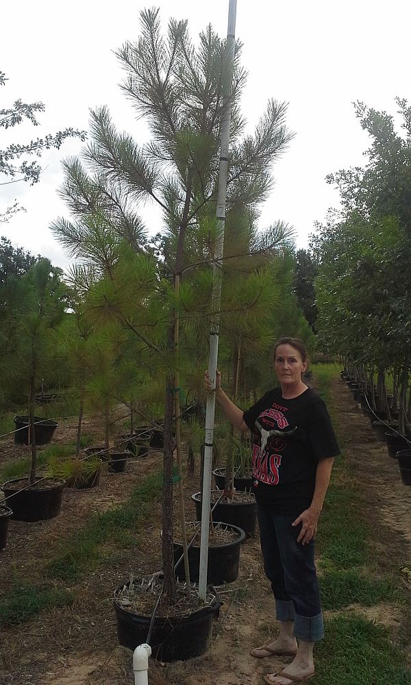 pinus-taeda-loblolly-pine