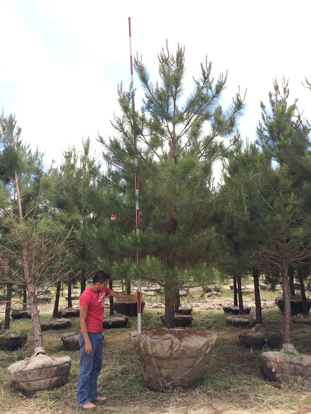 pinus-taeda-loblolly-pine