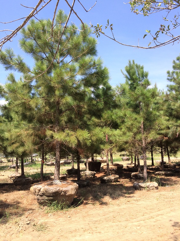 pinus-taeda-loblolly-pine