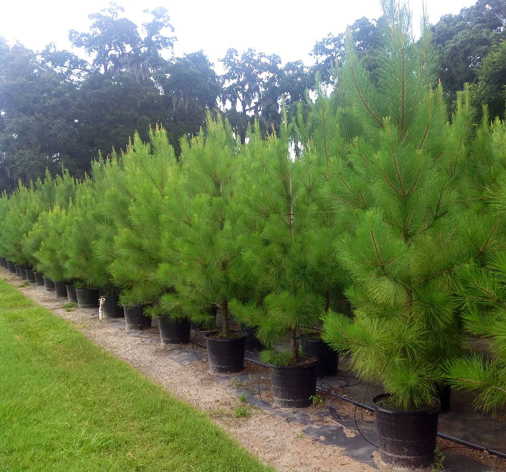pinus-taeda-loblolly-pine