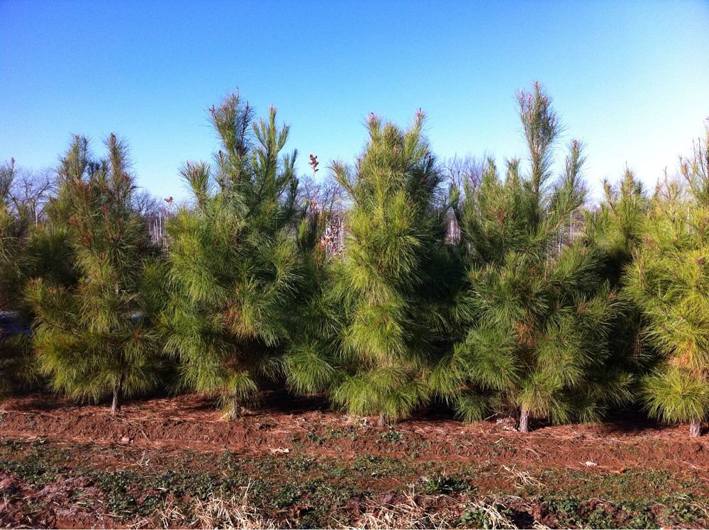 pinus-taeda-loblolly-pine
