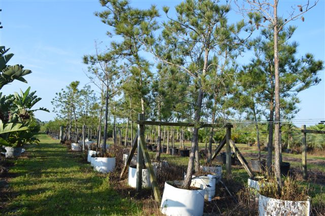 pinus-taeda-loblolly-pine