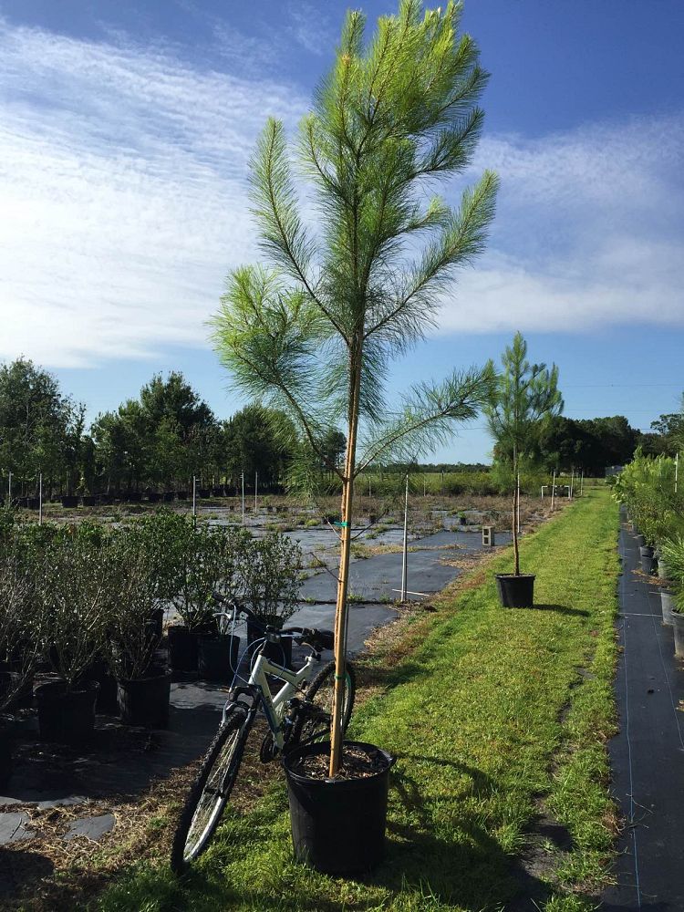 pinus-taeda-loblolly-pine