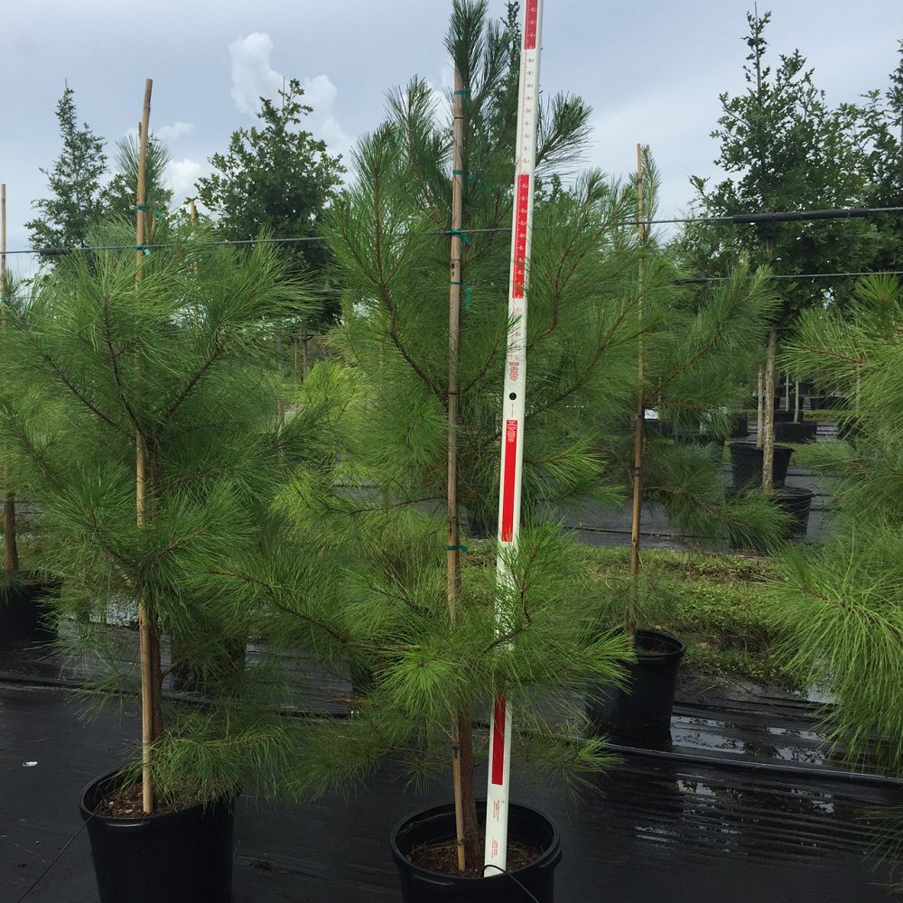 pinus-taeda-loblolly-pine