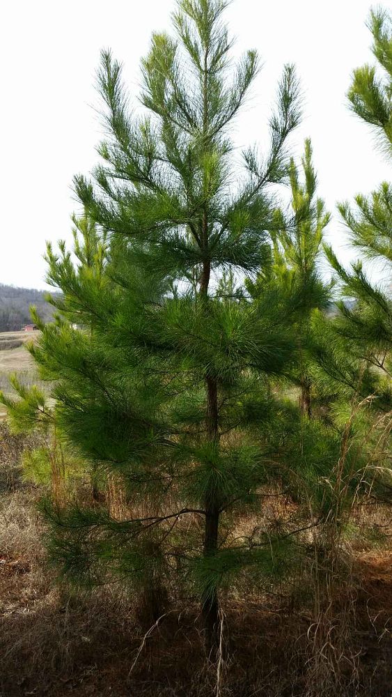 pinus-taeda-loblolly-pine