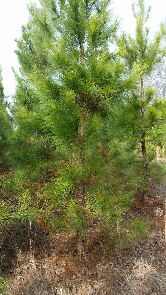 pinus-taeda-loblolly-pine