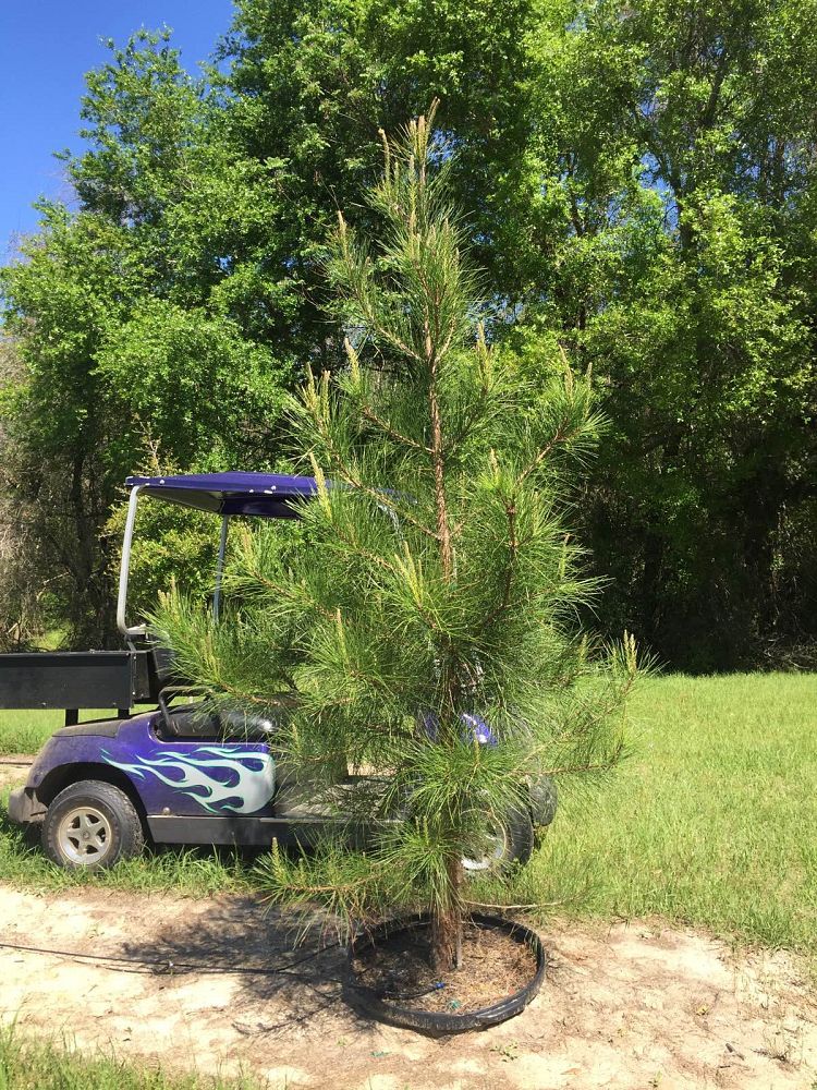 pinus-taeda-loblolly-pine