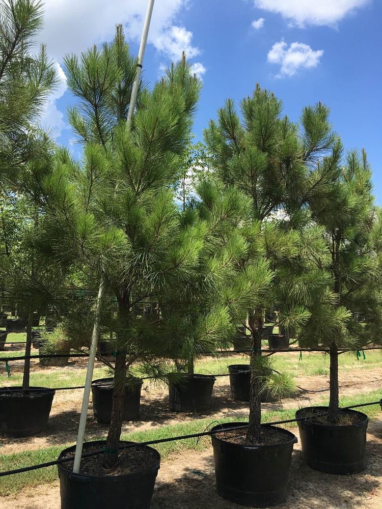 pinus-taeda-loblolly-pine