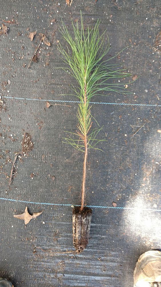 pinus-taeda-loblolly-pine