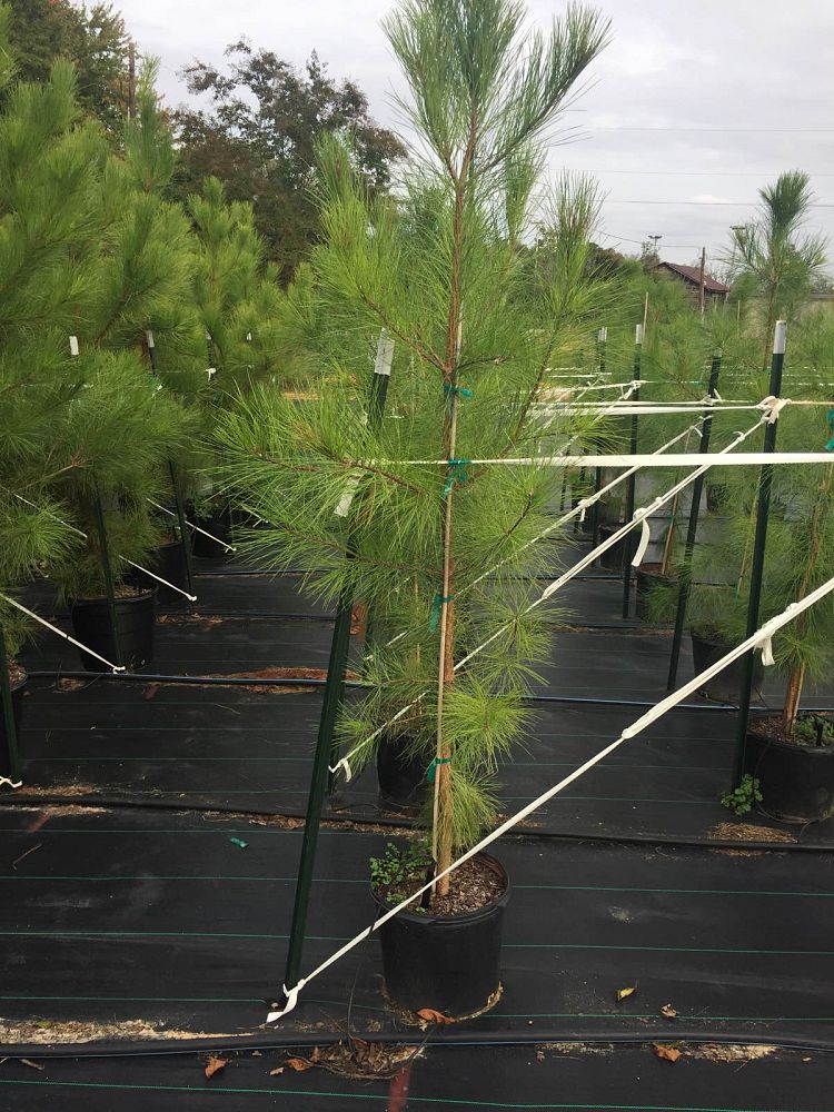 pinus-taeda-loblolly-pine