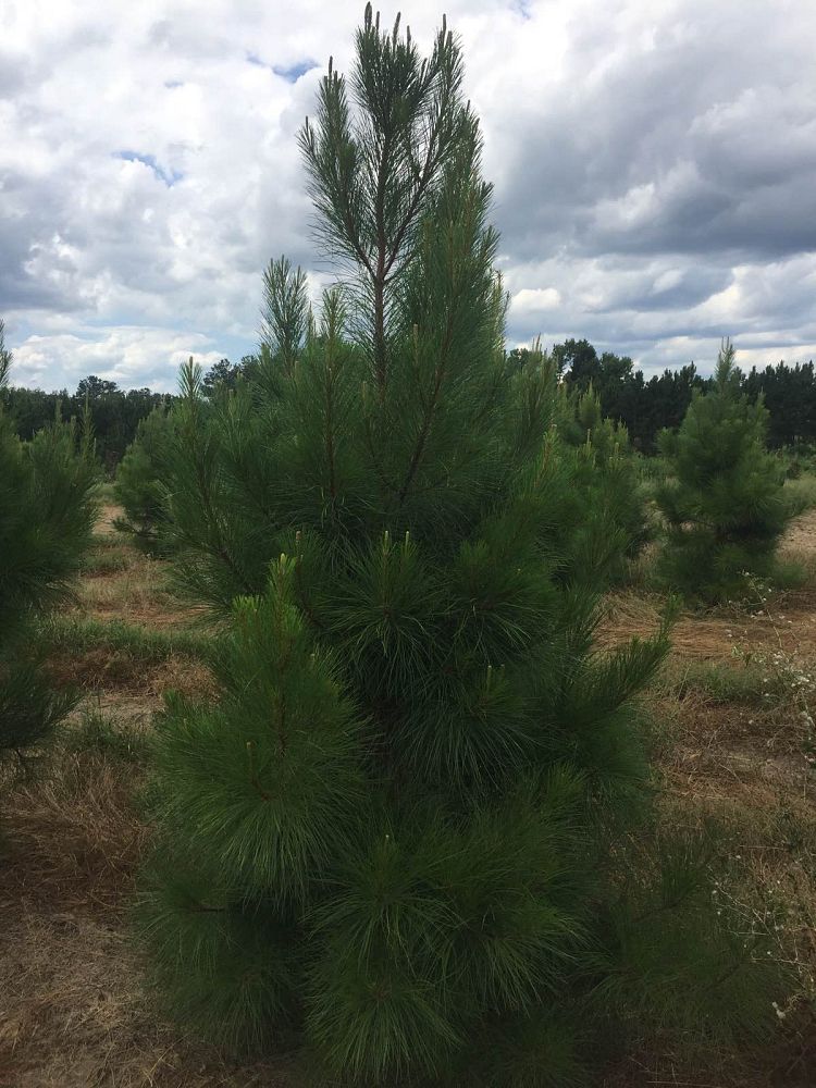 pinus-taeda-loblolly-pine