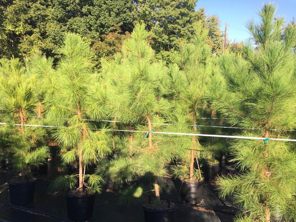 pinus-taeda-loblolly-pine