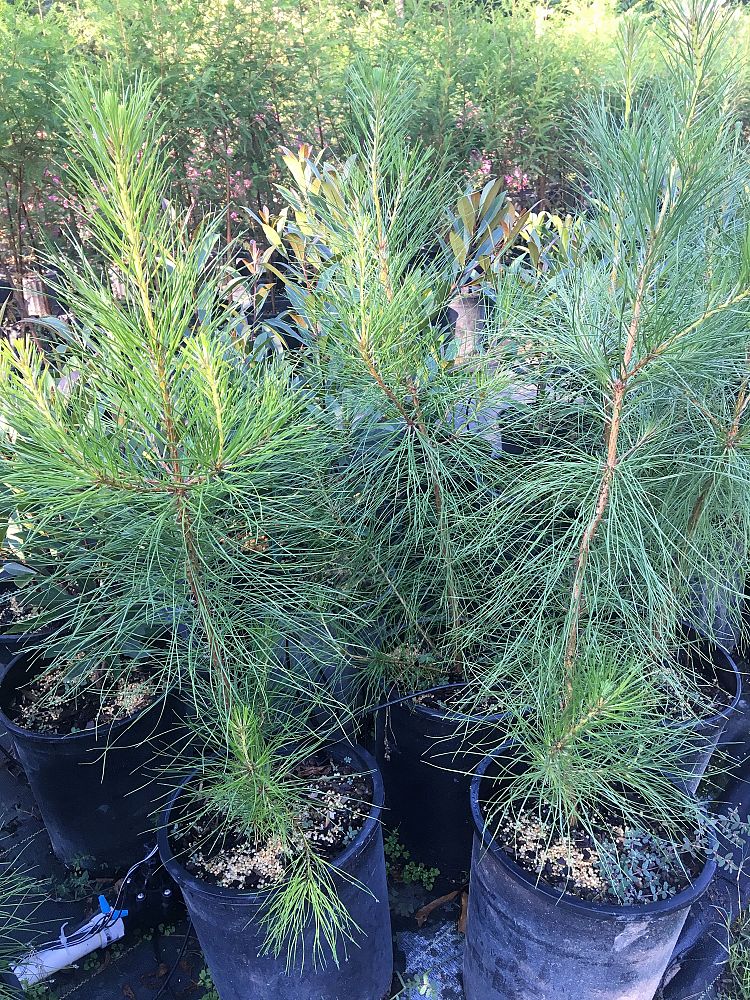 pinus-taeda-loblolly-pine