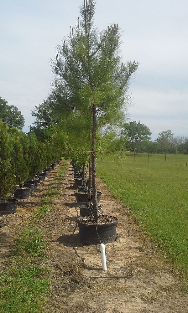 pinus-taeda-loblolly-pine