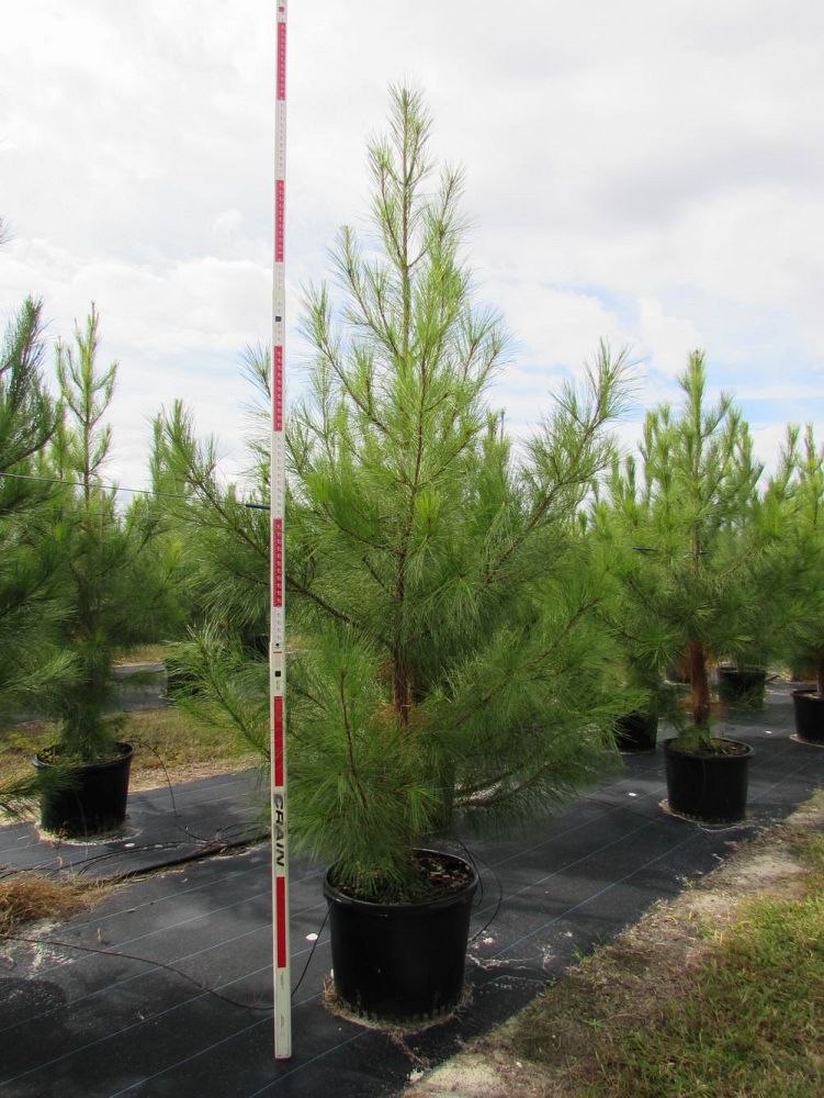 pinus-taeda-loblolly-pine
