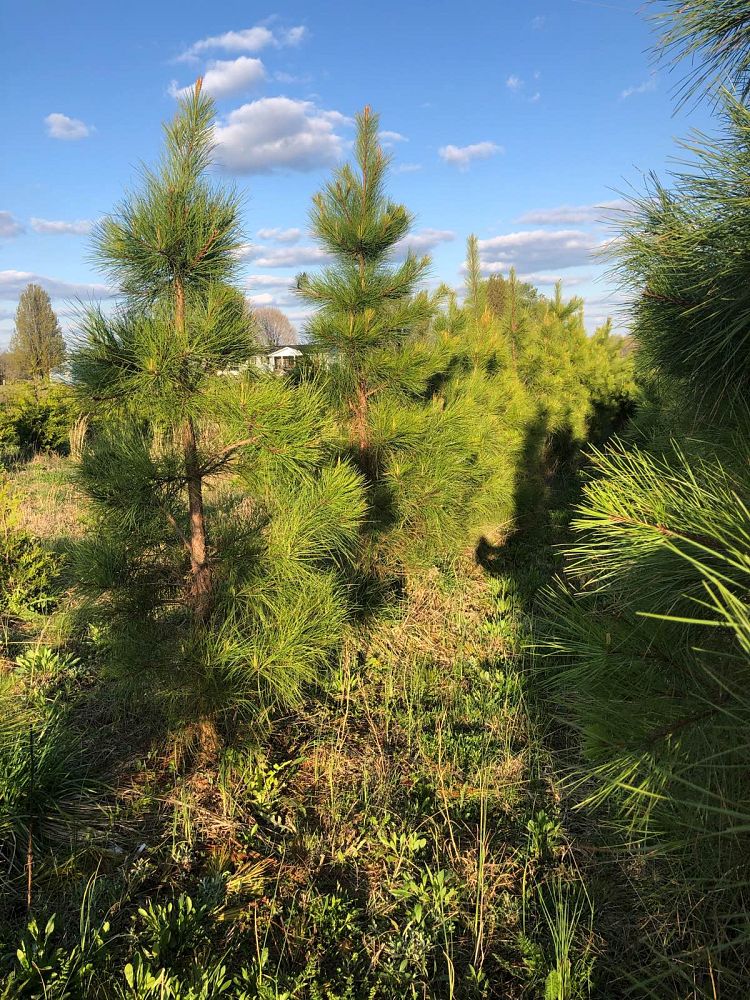 pinus-taeda-loblolly-pine