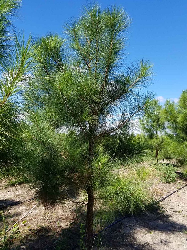 pinus-taeda-loblolly-pine