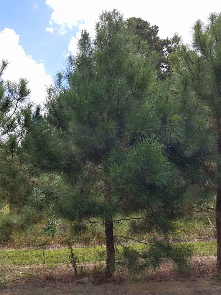 pinus-taeda-loblolly-pine