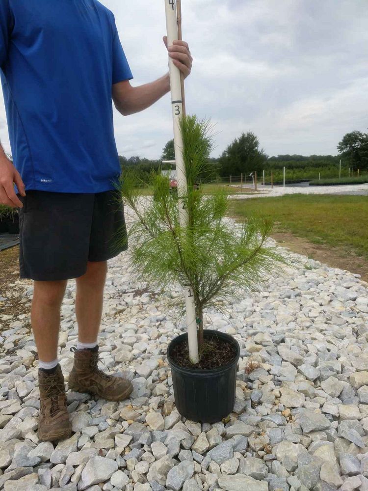 pinus-taeda-loblolly-pine