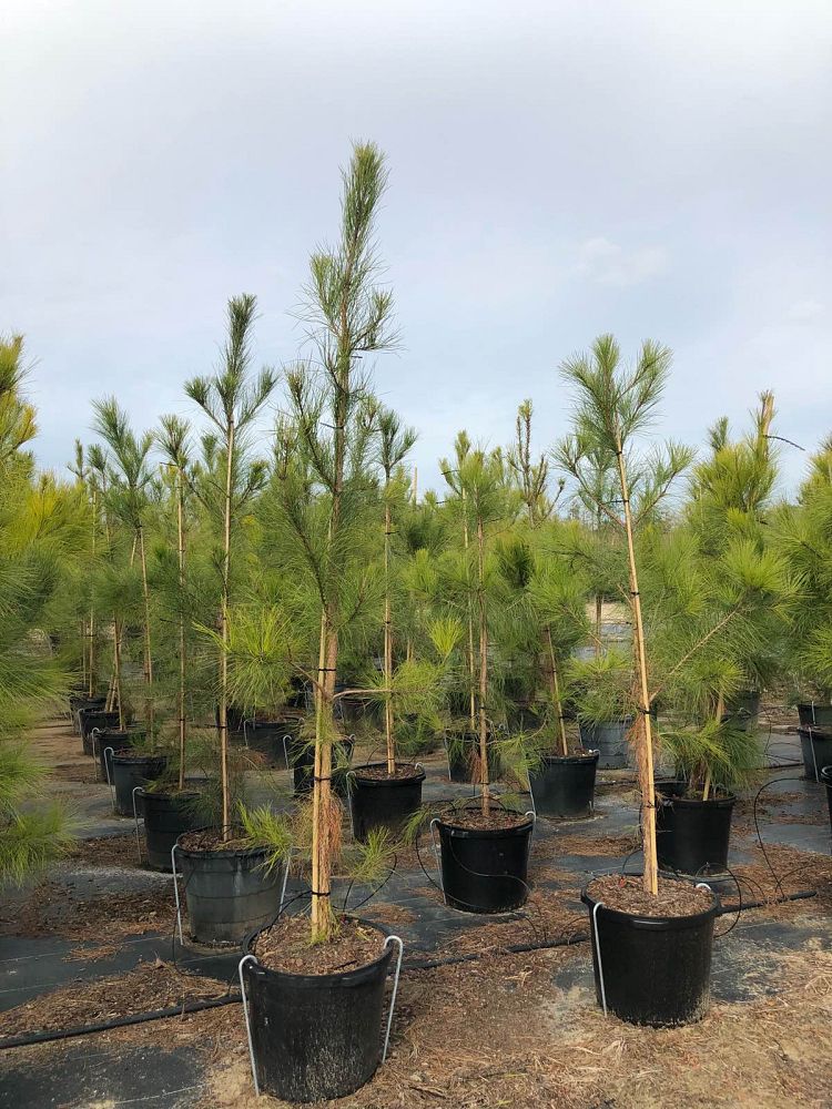 pinus-taeda-loblolly-pine
